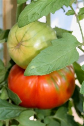 Grow tomatoes