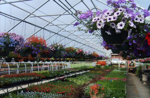 Greenhouse view of annuals in hangers and flats