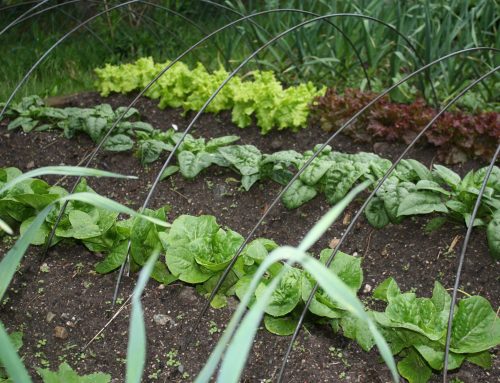 Plan Your Victory Garden!